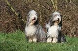 BEARDED COLLIE 364
